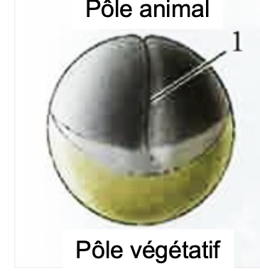 <p>Il coupe verticalement l’embryon en 2</p>