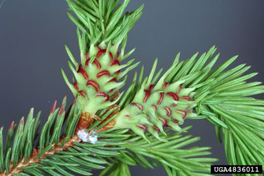 <p>Norway spruce </p>