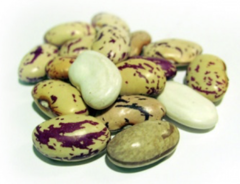 <p>bean</p>