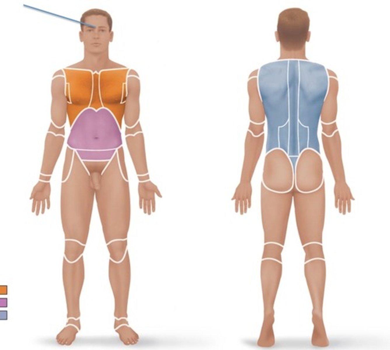 <p>Relating to the forehead.</p>