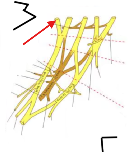 <p>What is this structure?</p>