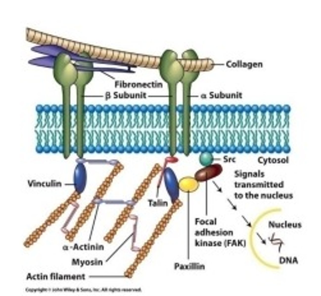 <p>Muscle contraction, Required for splitting a cell(cytokinesis), Generation tension at focal adhesion and Adherens junctions, Cell migration, Intracellular Transportation</p>