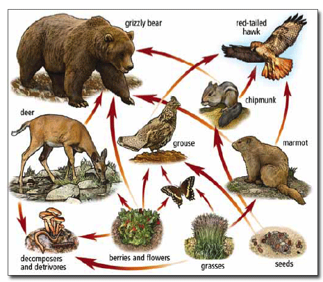 <p><span>Look at the food web below. What do the arrows show?</span></p>