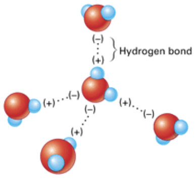 <p>Occurs with organic molecules containing O–H groups (alcohols and carboxylic acids) or N–H groups (amines or amides)</p><p>The hydrogen in these groups is attracted to the unshared pair of electrons on the O or N of another molecule, forming a hydrogen bond, often symbolized by a dashed line</p>