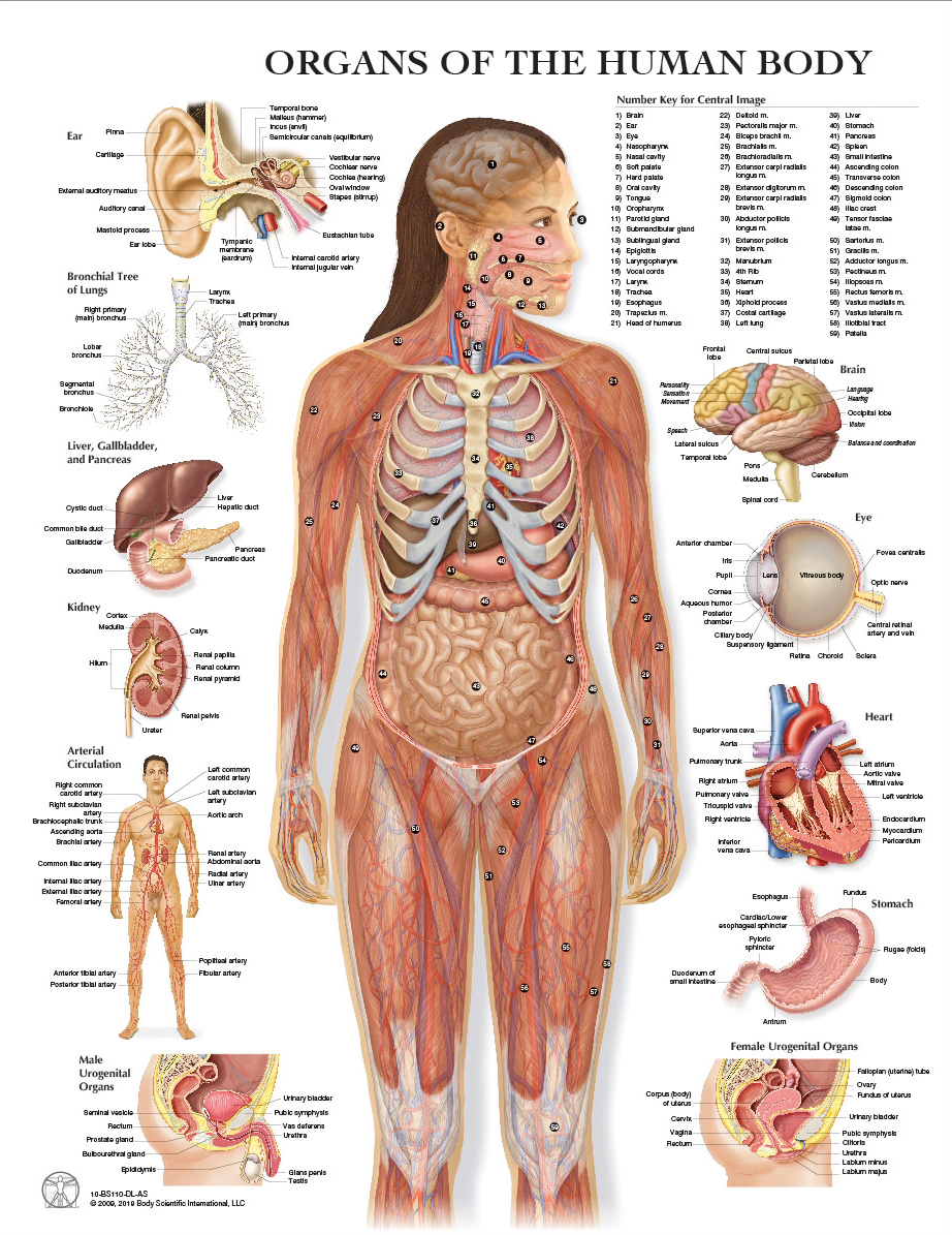 <p>Anatomy visible to the naked eye:</p><p><strong>external body parts</strong>(head, hand, eye…)</p><p><strong>Internal organs</strong> (heart, lungs,liver…)</p>