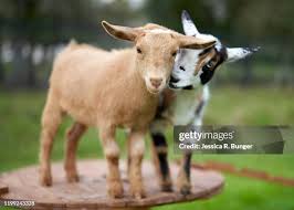 <p>cabrito</p>