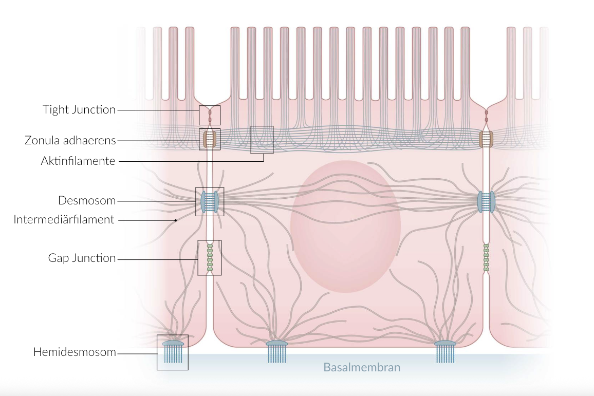 <p>B. Propagation of electrotonic waves through gap junctions of the uterine muscle</p>