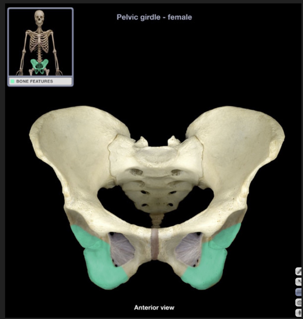 <p><span style="font-family: Arial, sans-serif; color: rgb(45, 59, 69)">posterior and inferior portion of the hip bone</span></p>