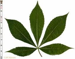 <p>Is this pinnate compound or palmate compound?</p>