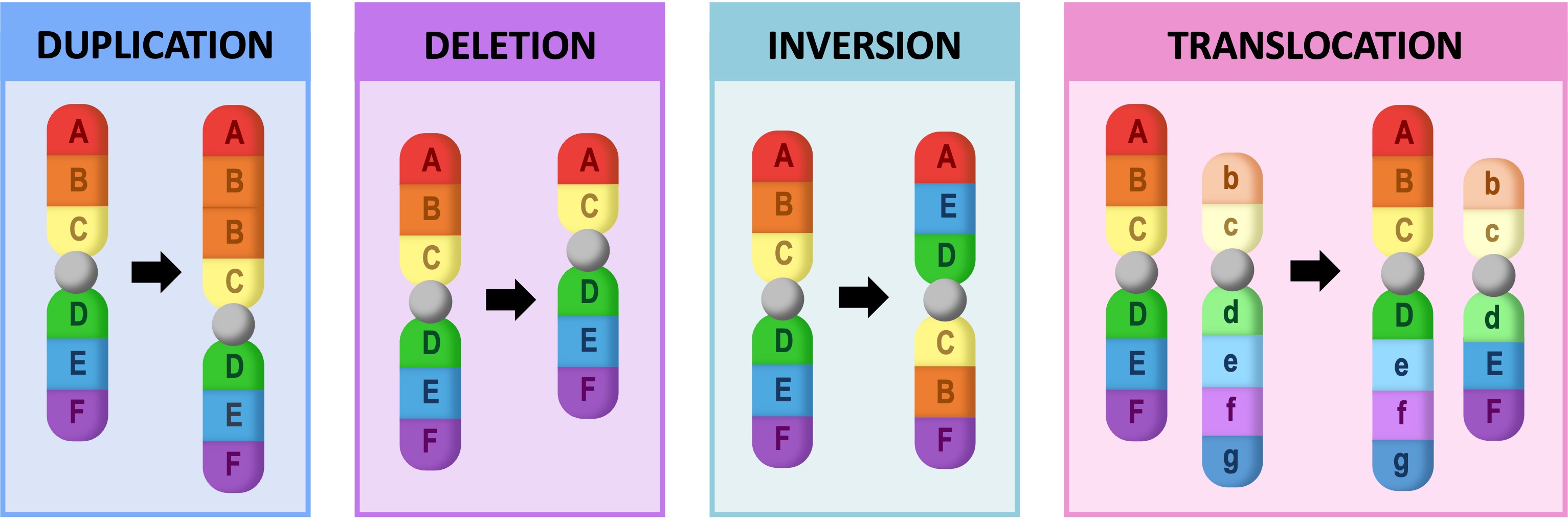 <ul><li><p>Deletion: A portion of the chromosome is missing or deleted</p></li><li><p>Duplication: A portion of the chromosome is duplicated, resulting in extra genetic material</p></li><li><p>Translocation: A portion of one chromosome is transferred to another chromosome.</p></li><li><p>Inversion: A portion of chromosome has broken off, turning upside down and reattached.</p></li></ul><p></p>