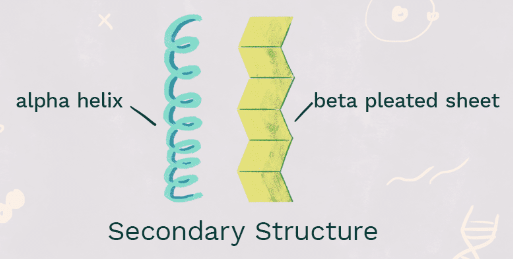 <p>Secondary Structure</p>