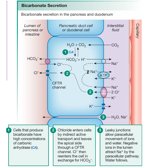 <ol><li><p>cell that produce bicarbonate have high concentrations of carbonic anhydrase(CA)</p></li><li><p>Cl- enters cells by indirect active transport and leaves the apical side through the CFTR channel. Cl- ten reenters the cell in exchange for HCO3-</p></li><li><p>leaky junctions allow paracellular movement of ions and water. negative ions in the lumen attract Na+ by the paracellular pathway. water follows</p></li></ol><p></p>