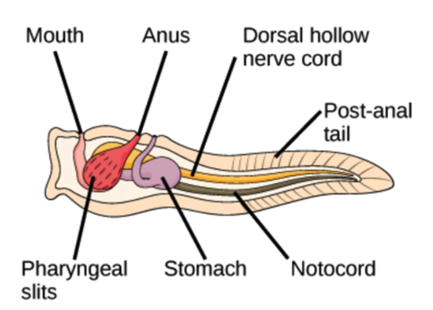 <p>vertebrae</p>