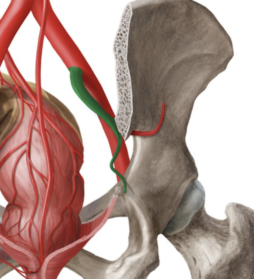 <p>brings blood to pelvic region</p>