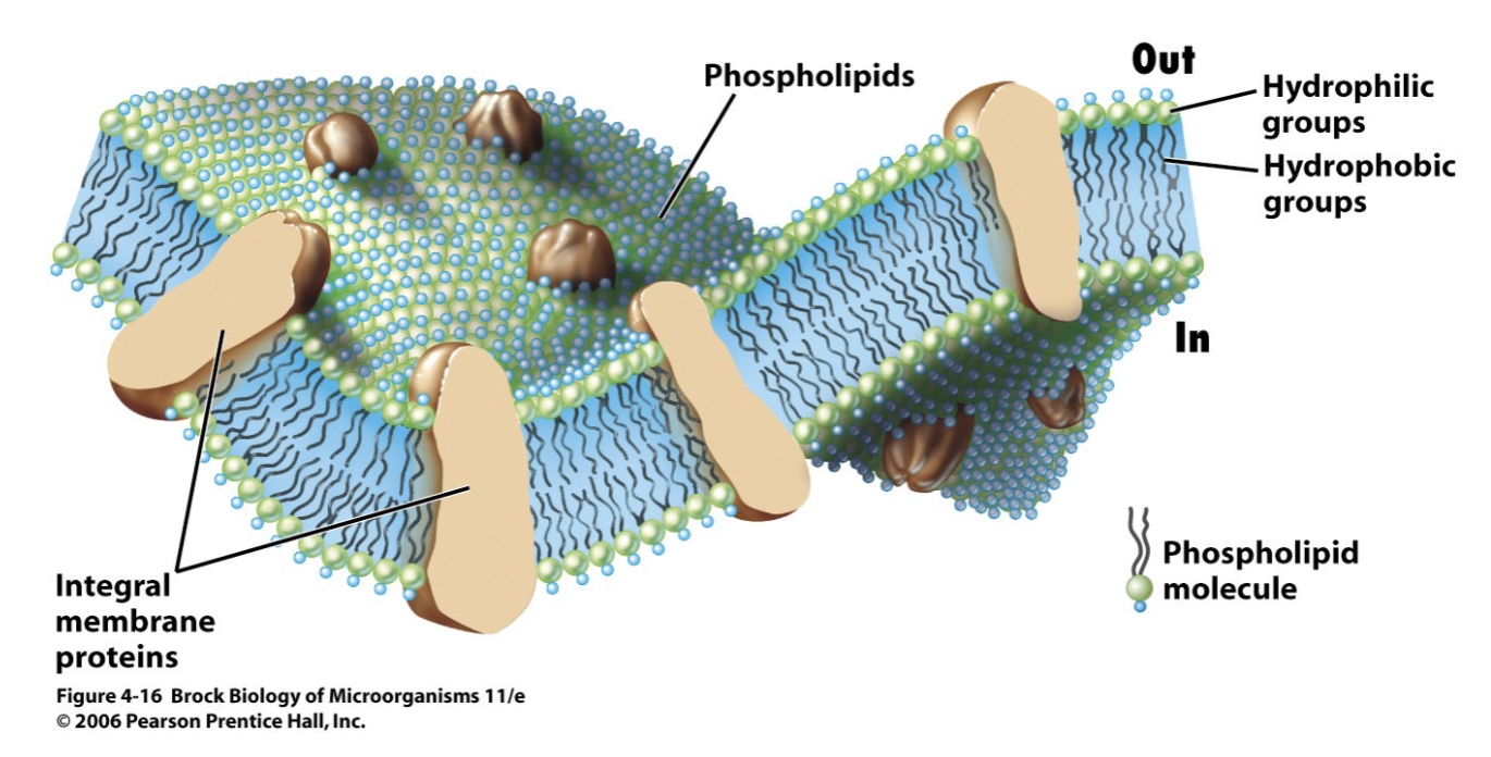 <p>phospholipid bilayers</p>
