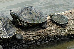 <p>Emydidae</p><p><em>Graptymus kohnii,</em> Mississippi/False Map Turtle </p><p>Female left, male right. Males are significantly smaller and have more oval-shaped shells</p>