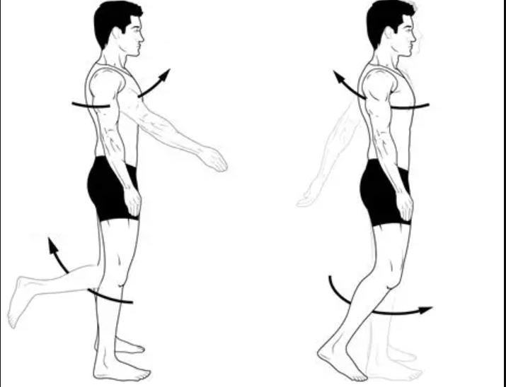 <p>an increase in the angle between two articulating bones, the opposite flexion</p>