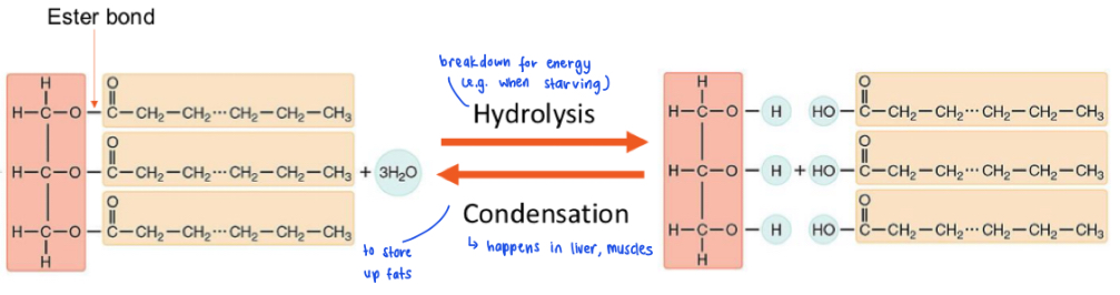<p>break down of fat molecule (breaking of ester bonds) for energy in the presence of water, to glycerol + 3 fatty acid molecules.</p>