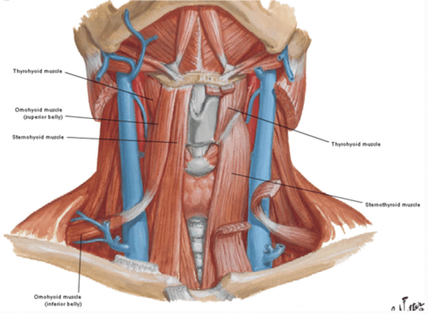 <p>What are the Infrahyoid muscles? (4)</p>