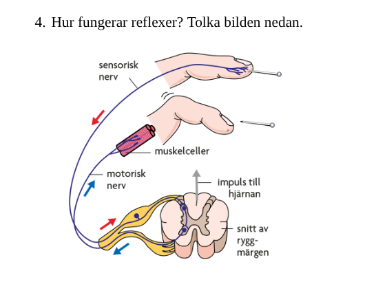 <p><span style="font-size: medium">Hur fungerar reflexer? Tolka bilden nedan.</span></p>