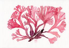 <p>small thalli, irregular/dichotoums branching, no midrib or veins, discoid holdfast, triphetic</p>
