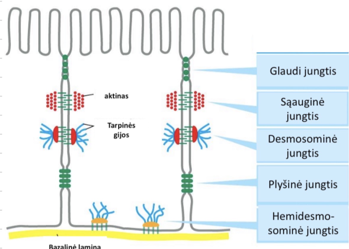 <ul><li><p>Hemidesmosoma - apatiniame poliuje</p></li><li><p>Soniniame lasteles pavirsiuje apacioje yra plysine jungtis, virs jos desmosoma, virs jos sukibimo juostele prasideda virsutinis polius, virs jos uztvarine juostele </p></li></ul><p></p>