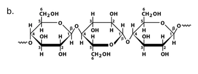 <p>Cellulase</p>