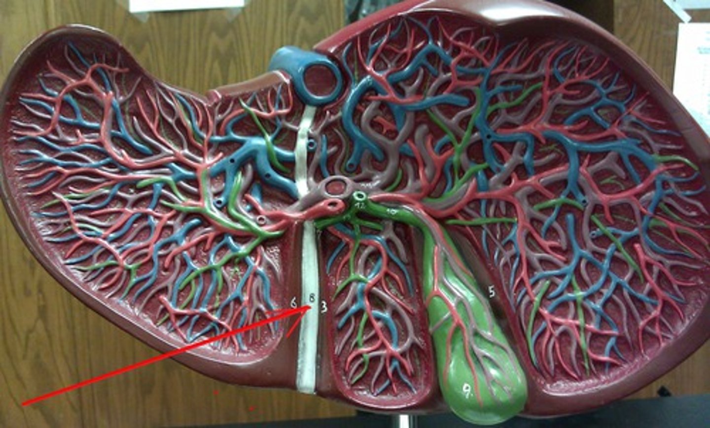 <p>fetal reminent of umbilical vein</p>