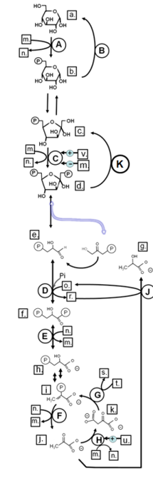 <p>Match from lower case letters to: glucose-6-phosphate</p>