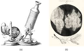 <ul><li><p>1665</p></li><li><p>Looked at cork under a microscope, saw box like structures —&gt; named them “Cells”</p></li></ul><p></p>