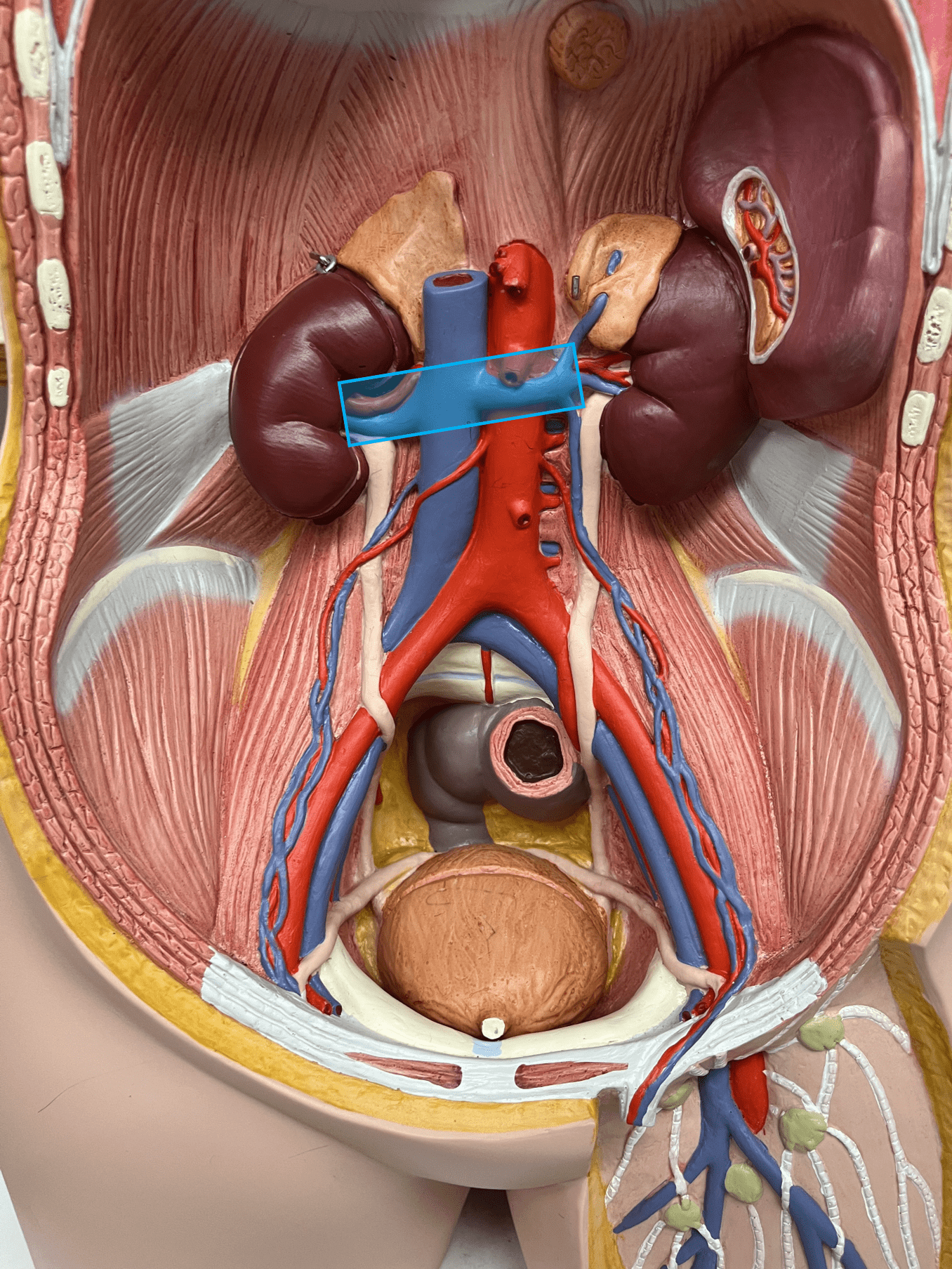 <p>• A vein of the abdomen.</p>
<p>• Drains the kidneys.</p>
<p>• Empties into the inferior vena cava.</p>
<p>• On the inferior vena cava, inferior to the hepatic veins and superior to the gonadal veins.</p>
