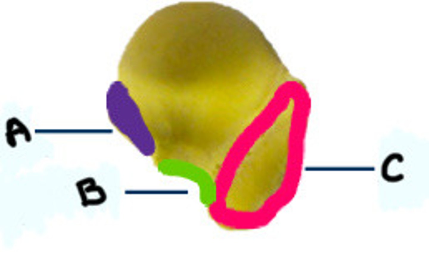 <p>What view is this? Label A-C</p>
