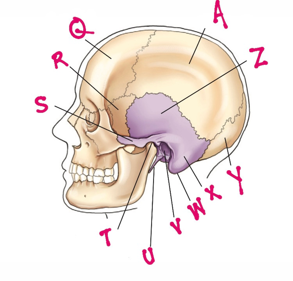 <p>S </p><ul><li><p>formed by <strong>zygomatic process + zygomatic bone</strong></p></li><li><p>easily palpated</p></li></ul><p></p>