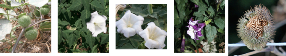 <p>Tropane alkaloids (atropine signs)</p>