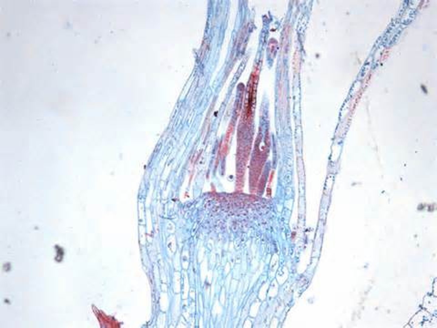 <p>female structure, produces eggs</p>