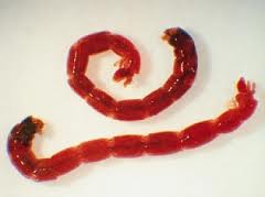 <p>macroinverterbre:</p>