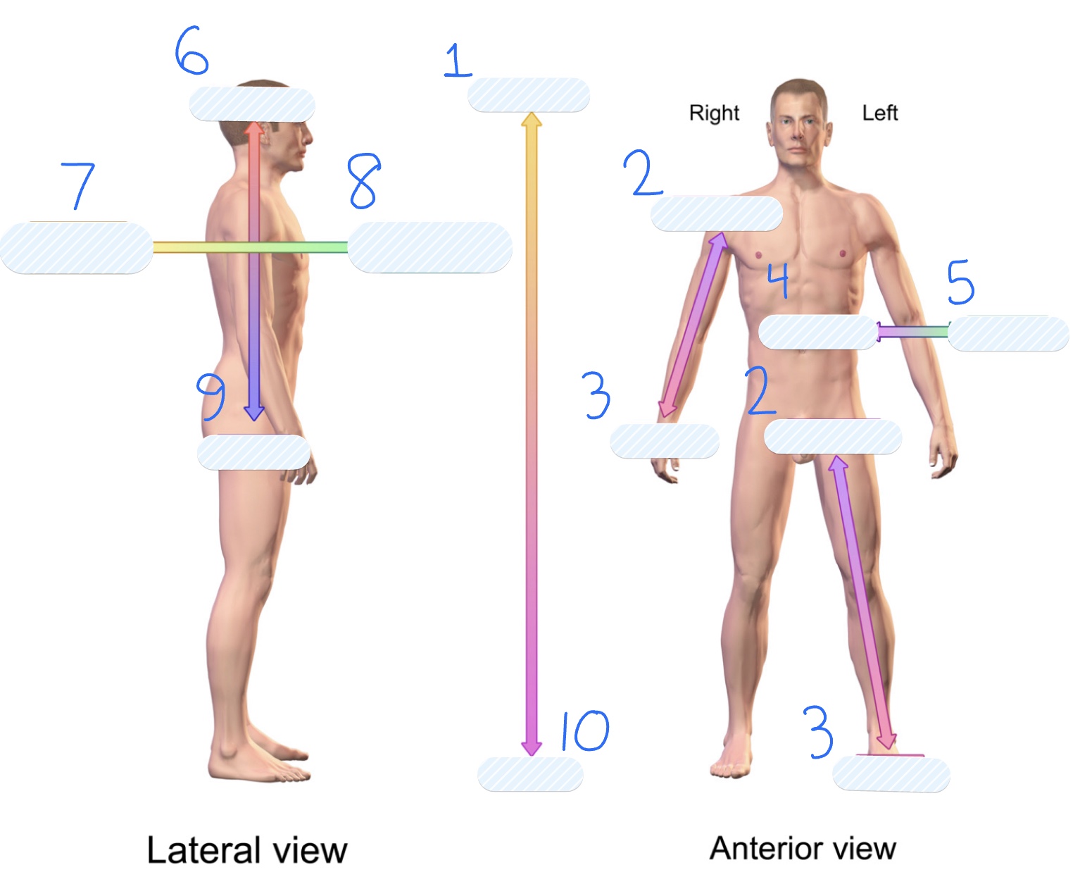 Label the the image in directional terms.