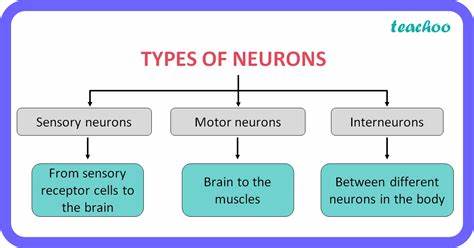 <p>sensory neuron</p>