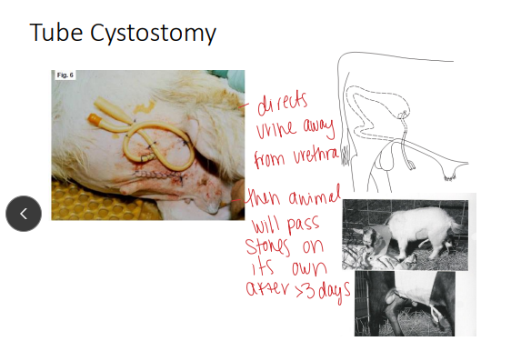 <p>Tube Cystostomy in <span style="color: rgb(115, 90, 90)">ruminants</span></p>