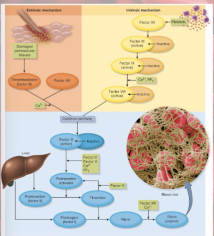 <p>initiated by Factor XII from platelets</p><p>cascade to factor XI to IX to VIII to X</p><p>calcium required</p>