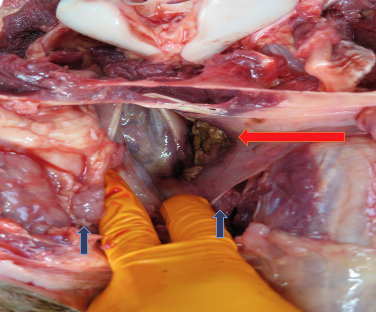 <p><span>What abnormal structure is observed in the guttural pouch of this mare (red arrow)?</span></p><p><span>for reference, blue arrows = condyles</span></p>