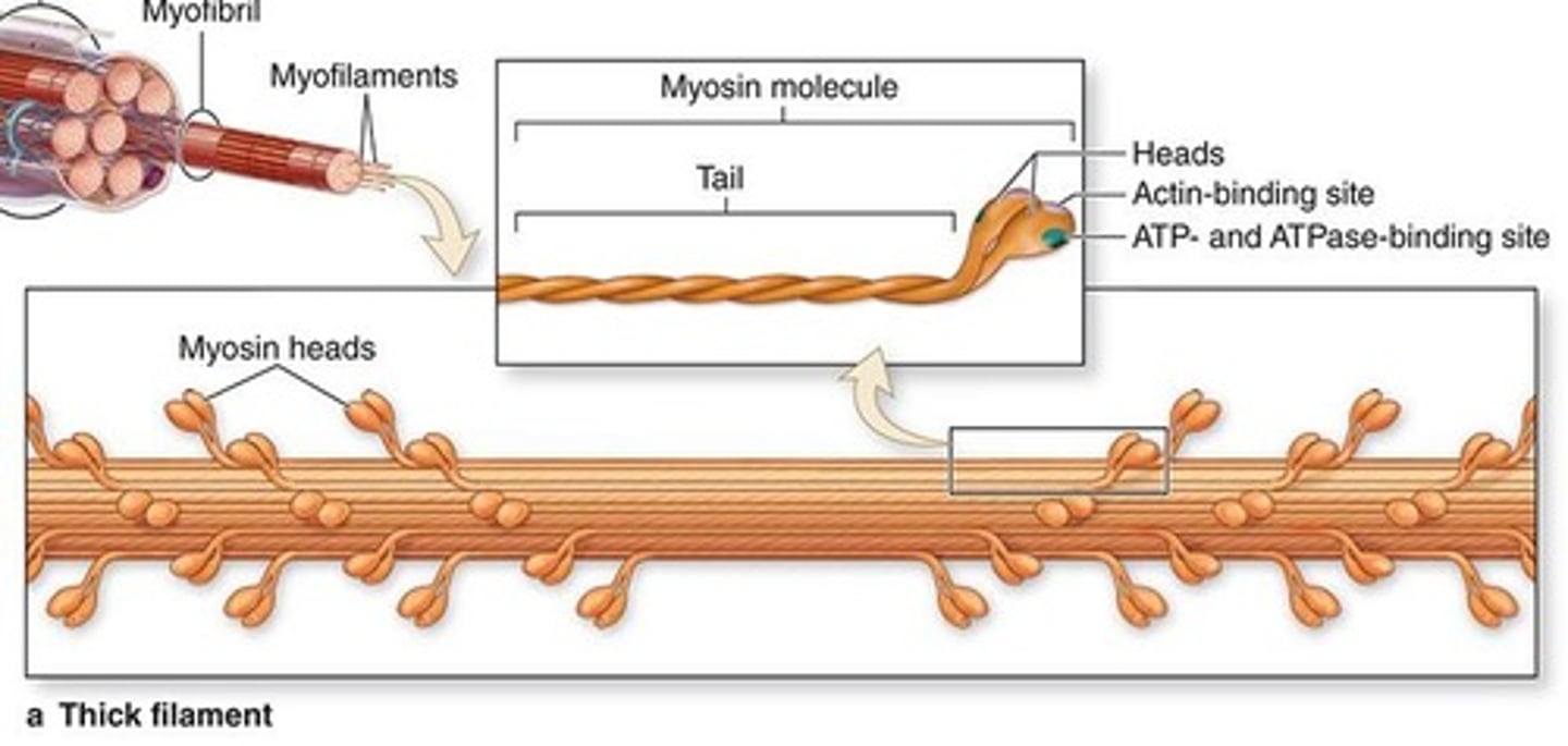<p>What do thick filaments (myosin) consist of?</p>