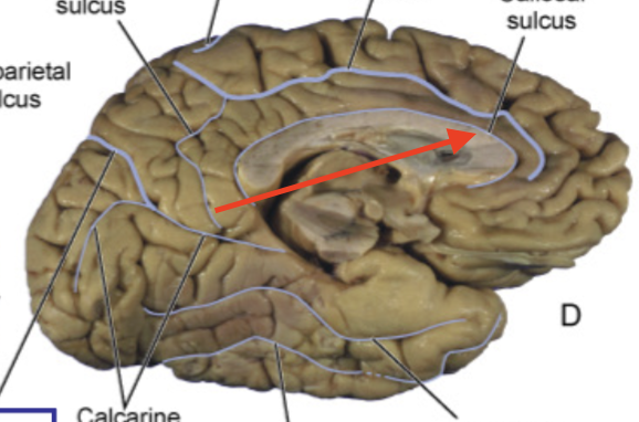 <p>separates cingulate gyrus from corpus callosum</p>