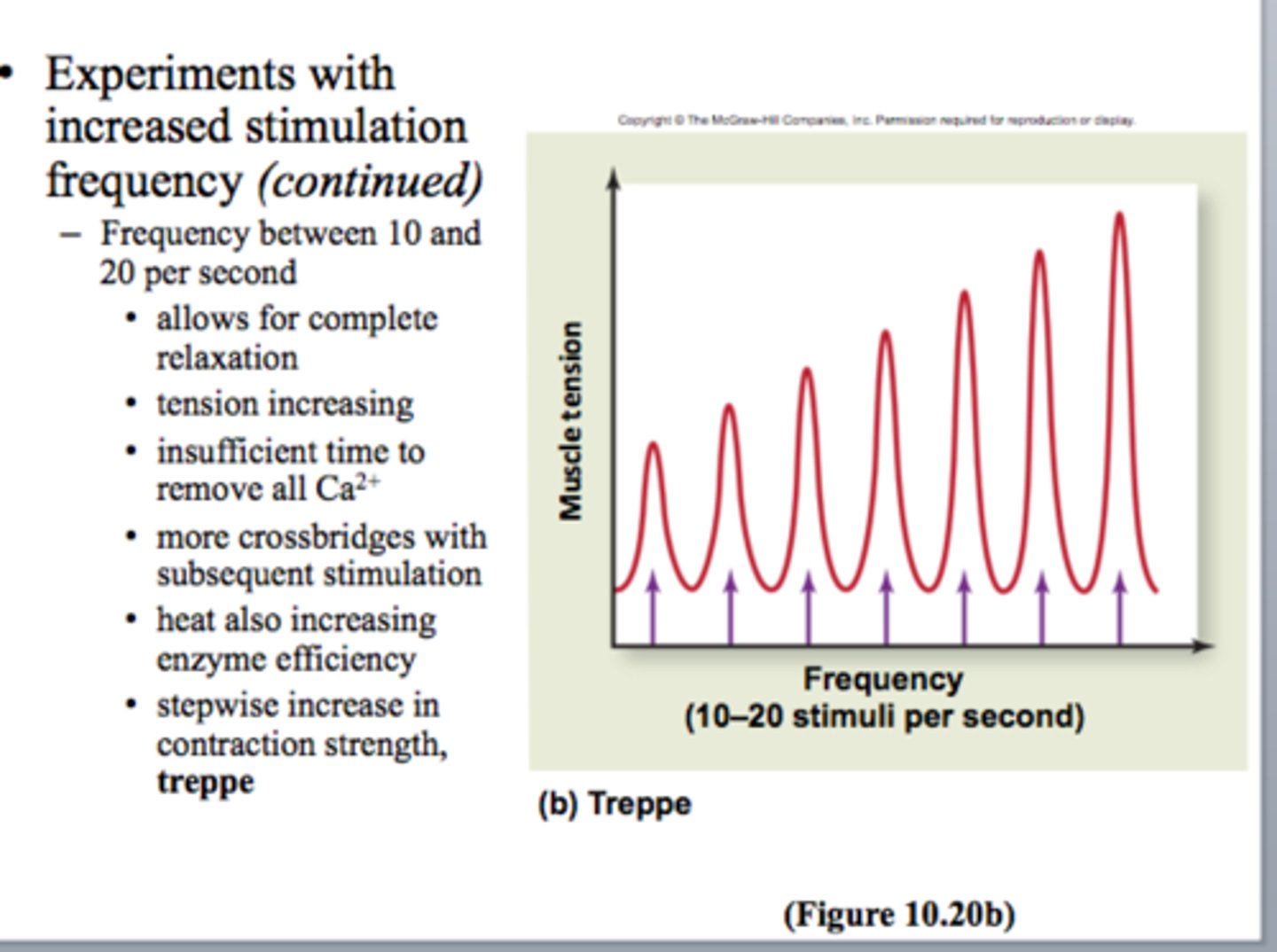 <p>Staircase phenomenon</p><p>Gradual, step-like increase in the strength of a phenomenon that can be observed in a series of twitch contractions; frequency is consistent.</p>