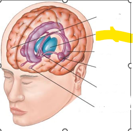 <p>Hvaða hlut i heilans er þetta?</p>