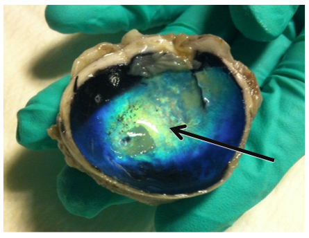 <p>The colorful, shiny material located behind the retina. Found in animals with good night vision; reflects light back through the retina.</p>