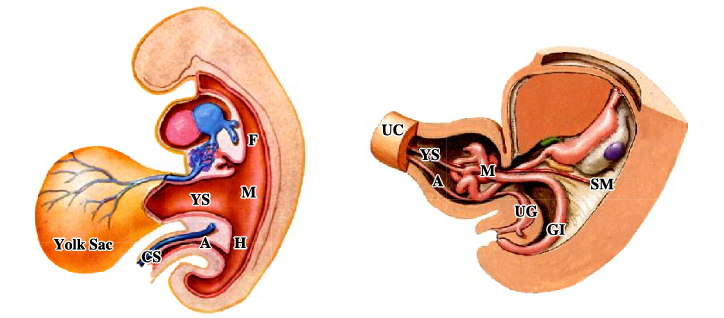 <p>-hindgut initially a single tube</p><p>-as development proceeds, hindgut becomes subdivided into <strong>anterior urogenital tube</strong> (future bladder and urethra) and a <strong>posterior gastrointestinal tube</strong> (distal 1/3 of transverse colon through superior anal canal)</p><p>-UG and GI tubes each have separate openings to the outside, the urethra and anal canal, respectively</p>
