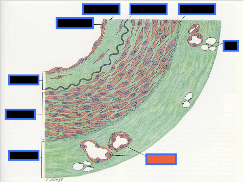 <p><span style="background-color: transparent; font-family: &quot;Times New Roman&quot;, serif;">What part of the Blood Vessel (in the red box) is this</span></p>