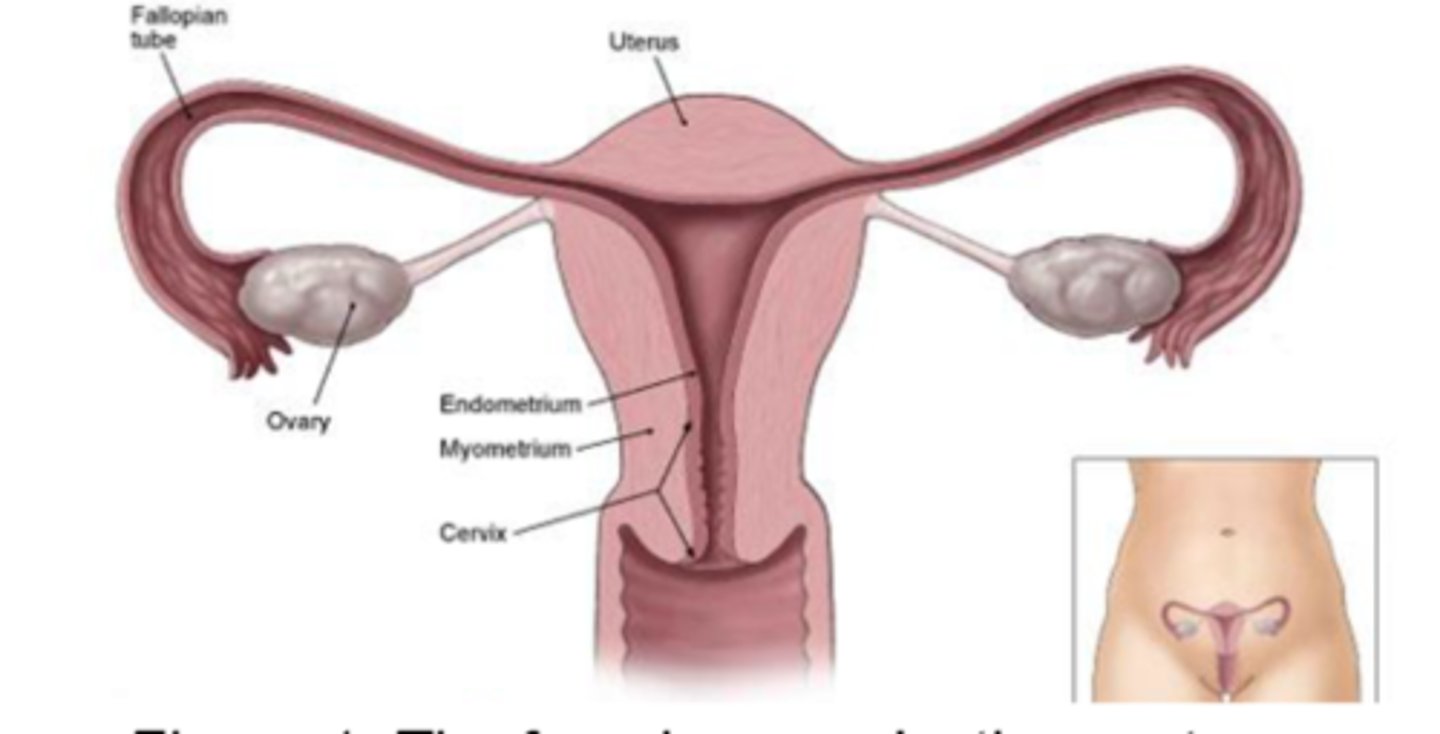 <p>Ovaries</p><p>3 multiple choice options</p>
