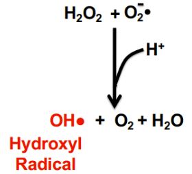 haber-weiss reaction